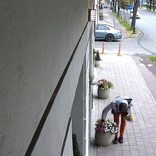 Flori distruse pe bulevardul Ferdinand semnalate de o clinică dentară