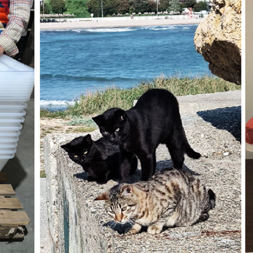 Locuitorii Mangaliei construiesc noi adăposturi pentru pisicile de pe dig și insulă