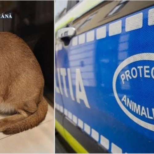 Descindere la o locuință din Argeș pentru două exemplare de râs african