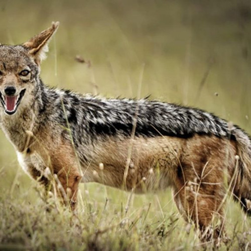 Sate din Oltenia afectate de atacuri repetate ale șacalilor