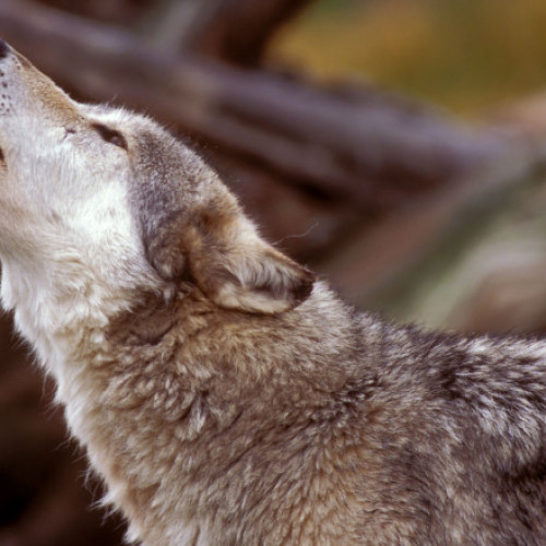 Populația lupilor crește în Europa, dar atitudinile din Danemarca sunt împărțite