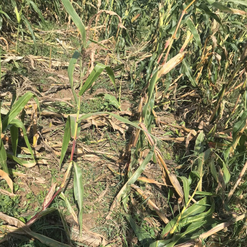 O femeie din Flămânzi amendată pentru neglijența față de un animal din curte