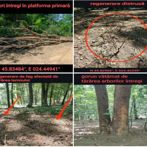 Agent Green denunță tăieri ilegale de arbori în ariile protejate din zona Hosman