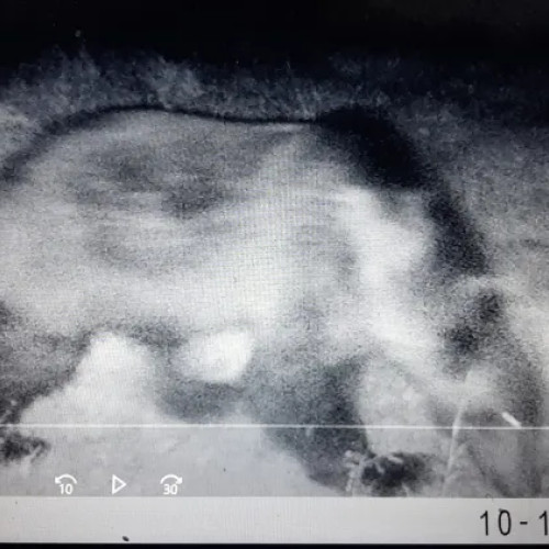 Un urs a fost filmat în comuna Chinteni; autoritățile emit avertismente