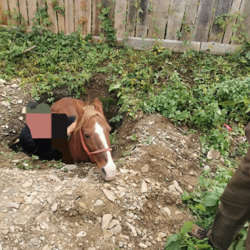 Un cal căzut într-o groapă a fost salvat la Vânători-Neamț