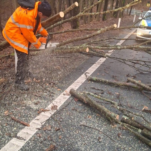 Arbori periculoși din Pasul Gutâi vor fi îndepărtați pentru siguranța traficului rutier