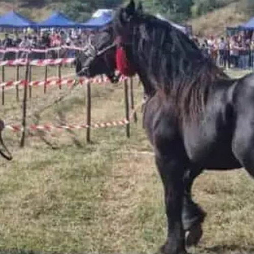 Tropote în Țara Vinului: concurs de cai în poligonul din Micești