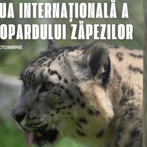Grădina Zoologică Brașov sărbătorește ziua leoparzilor zăpezilor cu activități interactive