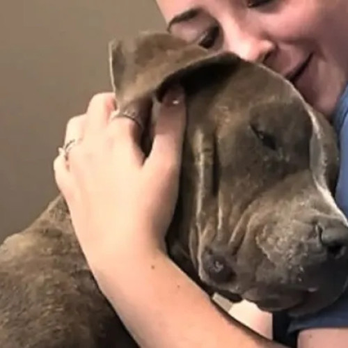 Campania „Vocea necuvântătoarelor” revine la Cluj pentru sprijinirea animalelor în dificultate