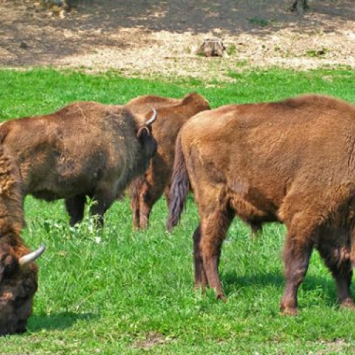 Consiliul Județean Maramureș renunță la proiectul rezervației de zimbri de la Târgu Lăpuș