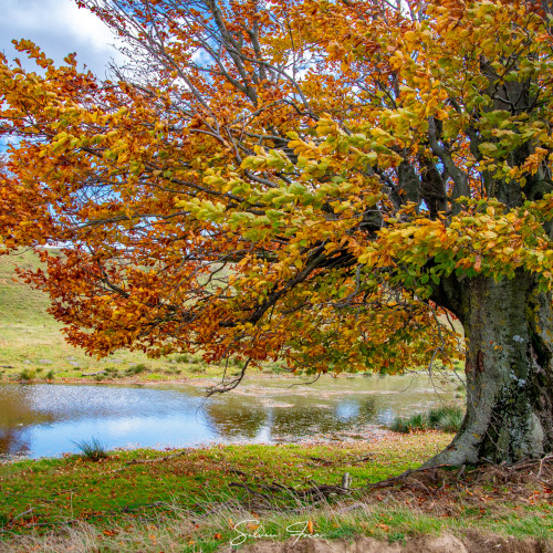 Fotograf surprinde frumusețea autentică a toamnei în județul Botoșani