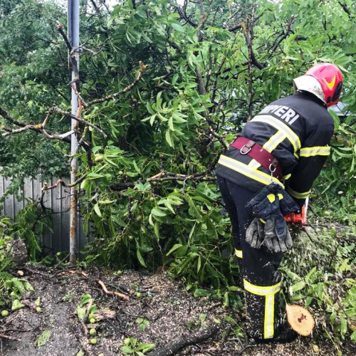 Comitetul județean Vrancea aprobă măsuri pentru copacii uscați care pun în pericol circulația și rețelele electrice