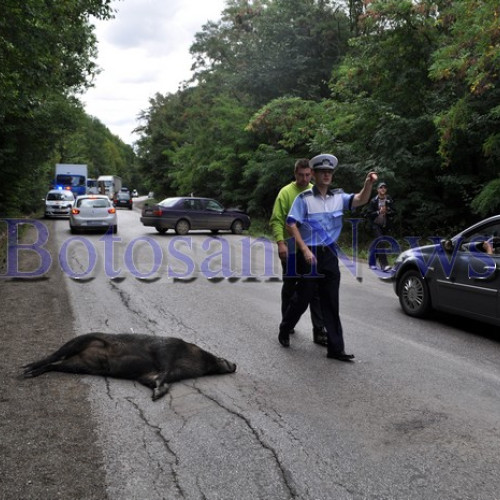 Bărbat din Dorohoi a accidentat mortal un porc mistreț lângă Suceava
