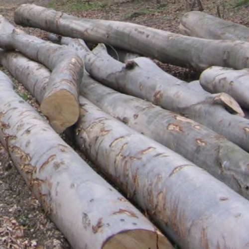 Polițiști anchetează tăierea ilegală a 12 arbori în Crasna Vișeului