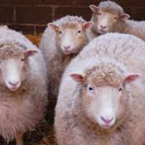 Doi bărbați din Satu Mare identificați pentru furtul a 16 ovine din Maramureș