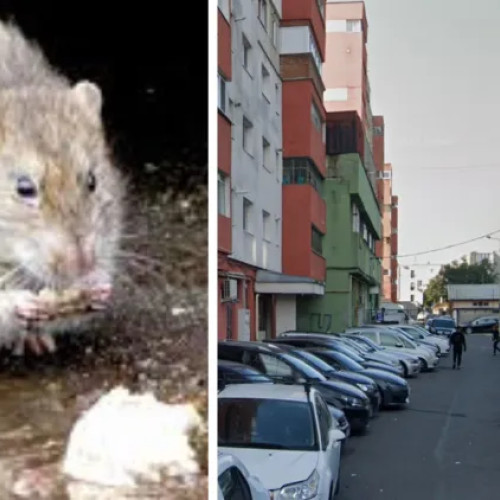 Locatarii de pe strada Dâmboviței cer măsuri urgente după invazia șobolanilor