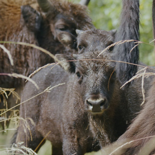 Documentarul Arhitecții Naturii aduce pe ecrane reîntoarcerea zimbrilor și castorilor în Munții Făgăraș