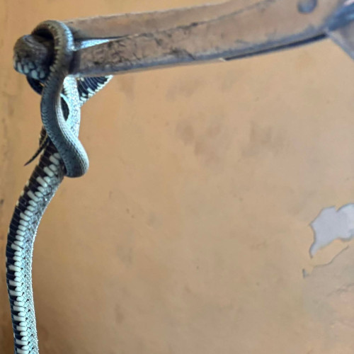 Jandarmii din Mehedinți au salvat doi șerpi dintr-o casă din Bălăcița