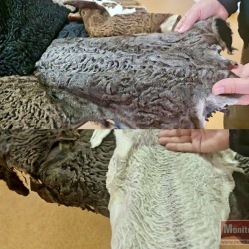 Oaia Karakul cu lână roz, inovație unică la Stațiunea de Cercetare Popăuți