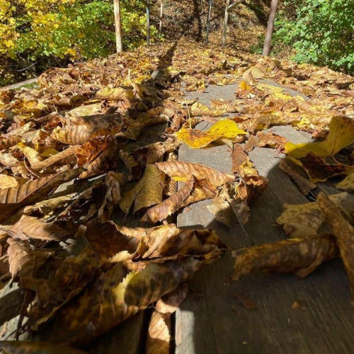 Temperaturi peste medie în România pot perturba ciclul biologic al plantelor în această toamnă