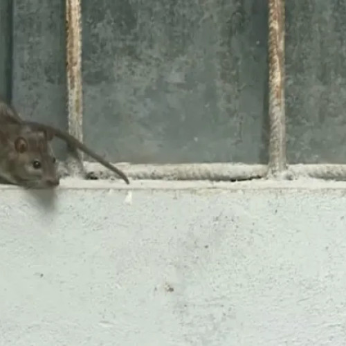 O locatară din Cluj-Napoca reclamă invazia șoarecilor în apartamentul său