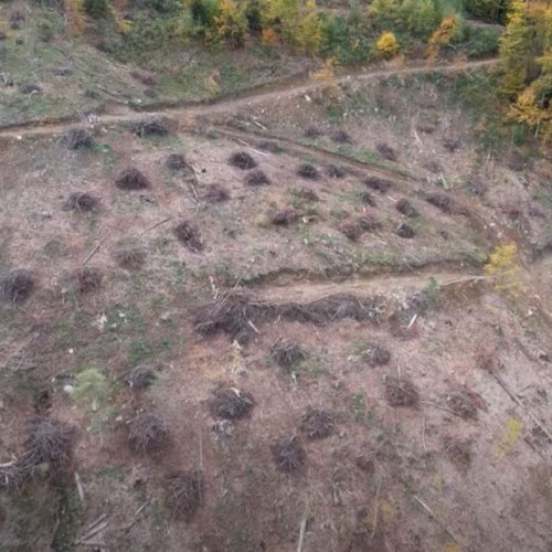 Parcul Național Munții Rodnei, afectat de o tăiere ilegală de pădure. Ce explică șeful de ocol, acuzat de nepăsare