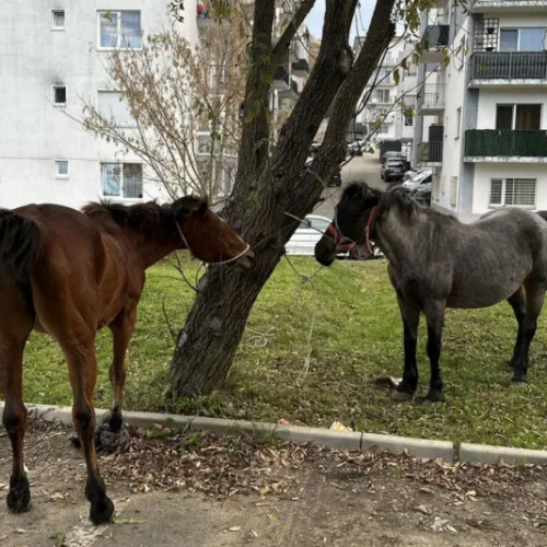 Doi cai ridicați de pe domeniul public din Florești pentru siguranța circulației