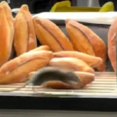 Brutărie din Bucureşti închisă temporar după ce un şobolan a fost filmat printre produse