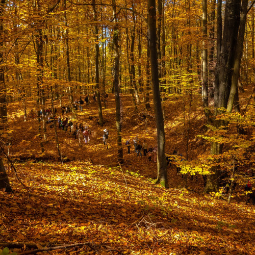 Pădurea de tisă din Tudora, o rezervație naturală rară în Botoșani
