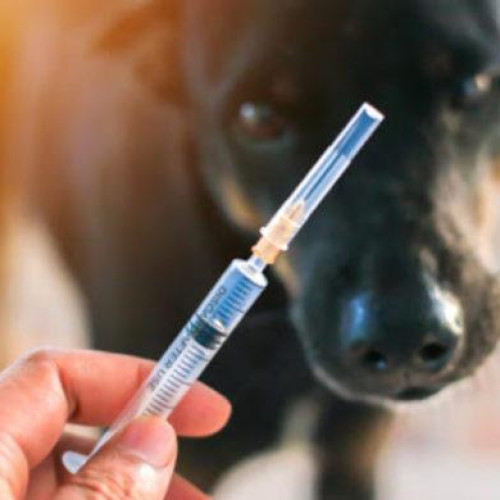 Numărul cazurilor de rabie crește alarmant în Botoșani și județele limitrofe