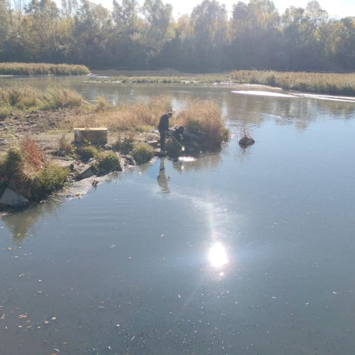 Pești morți pe râul Jiu în zona Malu Mare, autoritățile investighează poluarea