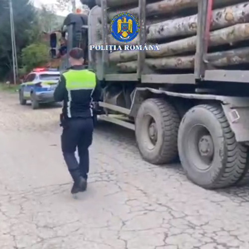 Poliția Brașov controlează exploatarea și transportul de lemn în acțiune de amploare