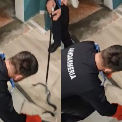 Un piton a evadat dintr-un apartament din centrul Bucureștiului