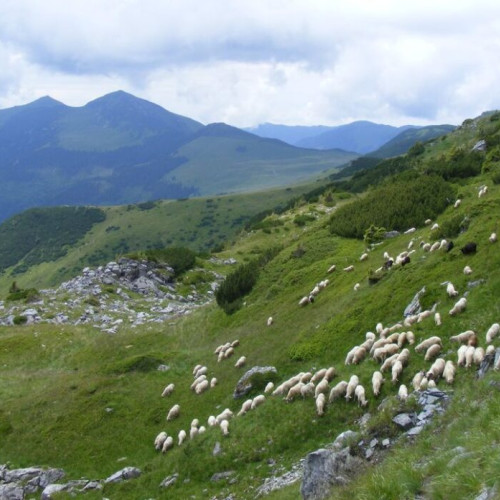 Tradiții și semnificații de Sfântul Dumitru încheie toamna și anul pastoral
