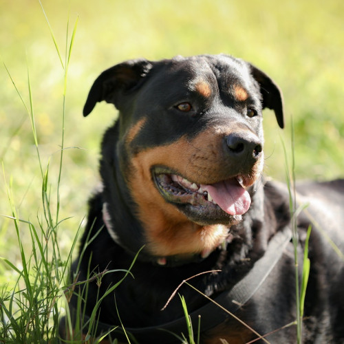 O femeie mușcată de un rottweiler în Mangalia, proprietara trimisă în judecată