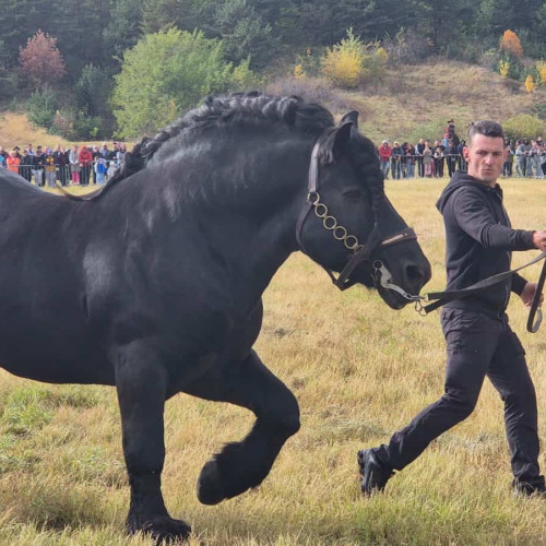 Cai frumoși şi puternici, în competiţie la Tropote în Țara Vinului, Alba Iulia