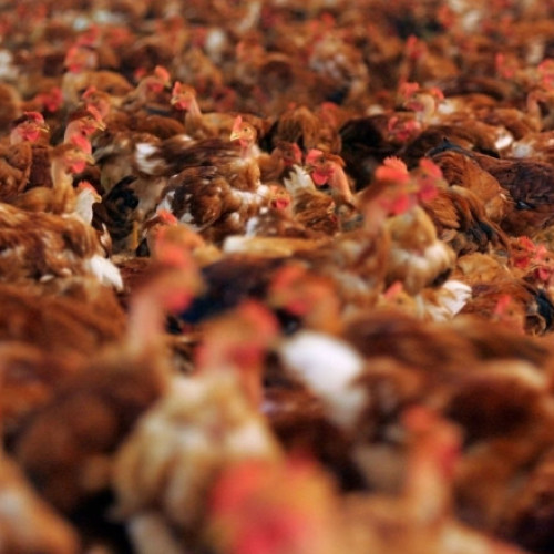 Germania sacrifică peste 400.000 de păsări din ferme din cauza gripei aviare