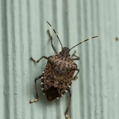 Crește numărul ploșnițelor urât mirositoare în locuințele clujenilor