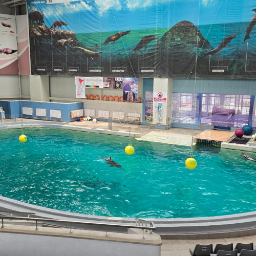 Cinci delfini donați din Malta ar putea ajunge la Constanța în ianuarie 2026