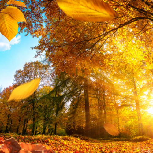 Toamna blândă continuă în sud-estul țării cu temperaturi peste medie