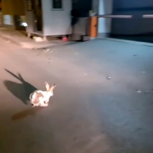 Jandarmii gălățeni au salvat un iepure prins între câini în centrul orașului