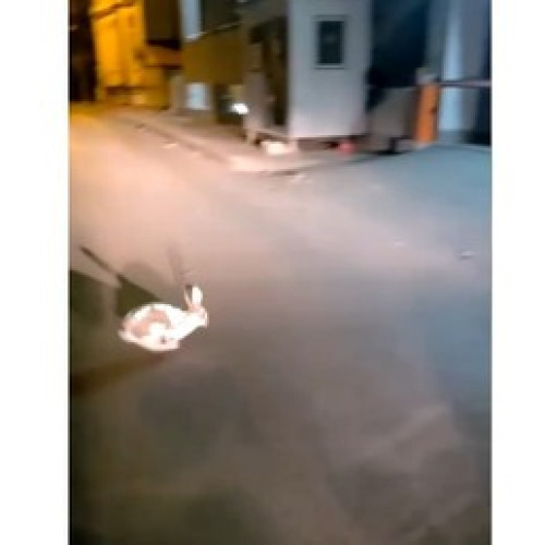 Jandarmii gălățeni au salvat un iepure în centrul municipiului Galați