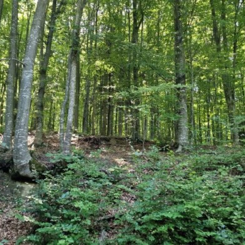 Femeie și fiica ei de 13 ani, salvate după ce s-au rătăcit la cules de ciuperci