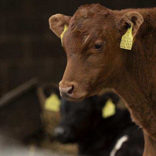 Fermierii din zece județe primesc peste 3 milioane euro pentru reducerea poluării agricole