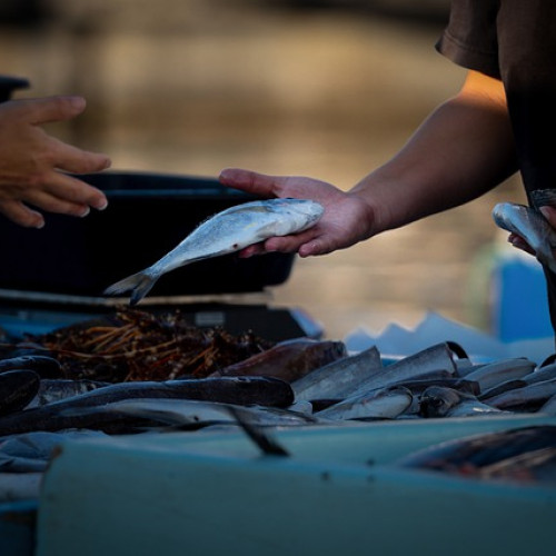 Târg pescăresc dedicat produselor tradiționale românești, organizat de MADR