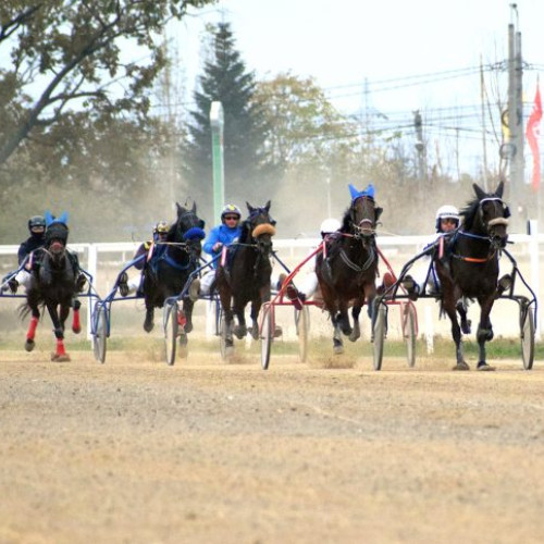Alnitak câștigă premiul „Regina Maria” în ultima cursă de galop a anului la Ploiești