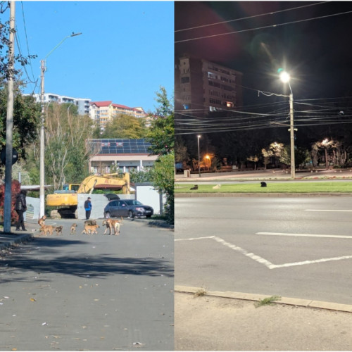 Problema câinilor vagabonzi rămâne nerezolvată în municipiul Galaţi