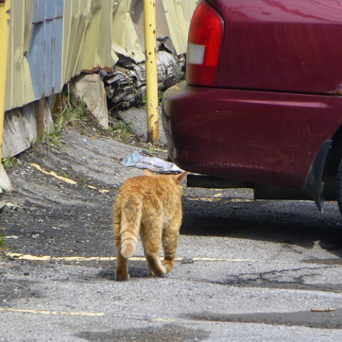 45 de milioane de lei redirecționați către autovehicule termice și hibride în programul Rabla Auto 2025