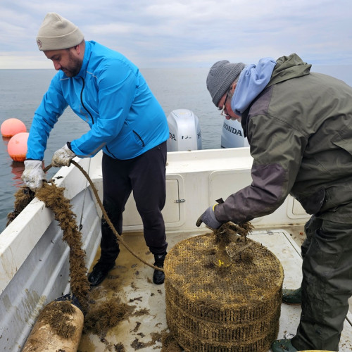 Stridiile japoneze din Marea Neagră ating dimensiuni comerciale și potențial crescut de producție