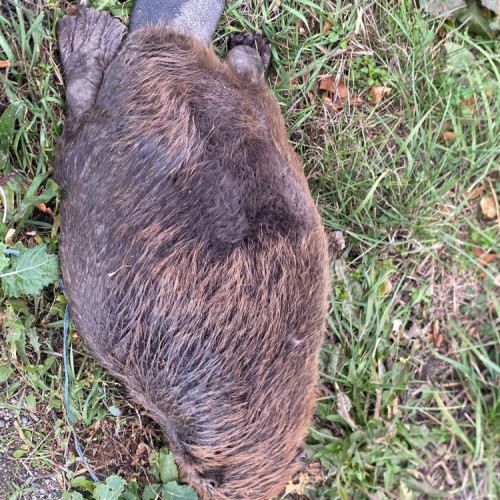 Un castor protejat, găsit mort pe drumul dintre Ciuperceni și Botiz